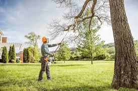 Best Tree Maintenance Programs  in Pantops, VA