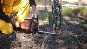 Best Lawn Maintenance Plans  in Pantops, VA