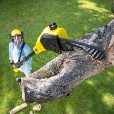 Best Tree Maintenance Programs  in Pantops, VA