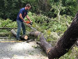Best Tree Mulching  in Pantops, VA