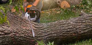 Best Utility Line Clearance  in Pantops, VA