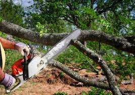 Best Commercial Tree Services  in Pantops, VA