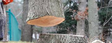 Best Tree Trimming and Pruning  in Pantops, VA