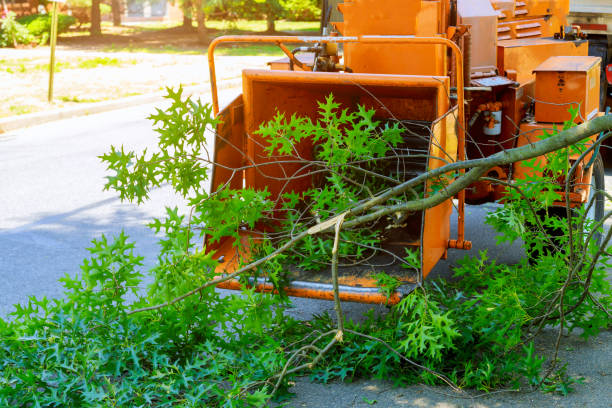 Best Organic Lawn Care Solutions  in Pantops, VA