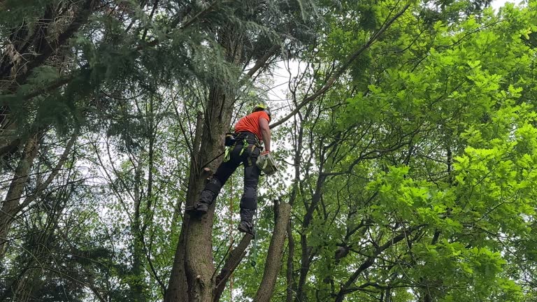 Best Lot and Land Clearing  in Pantops, VA