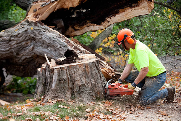 Best Firewood Processing and Delivery  in Pantops, VA
