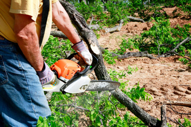Best Emergency Tree Removal  in Pantops, VA
